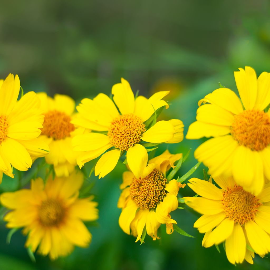 Kokardenblume Maxima Aurea - Gaillardia aristata