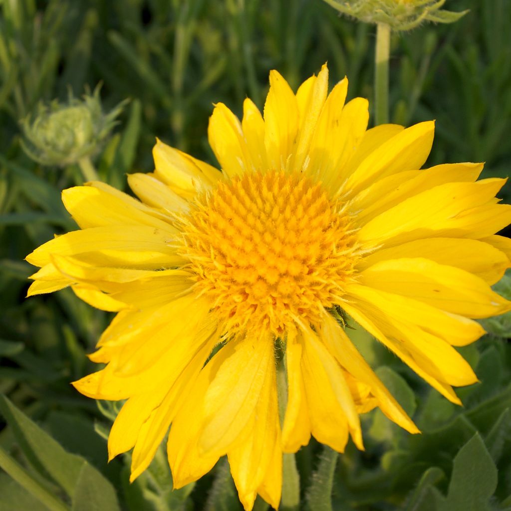 Kokardenblume Mesa Yellow - Gaillardia grandiflora