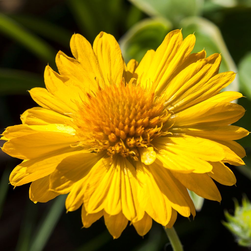 Kokardenblume Mesa Yellow - Gaillardia grandiflora