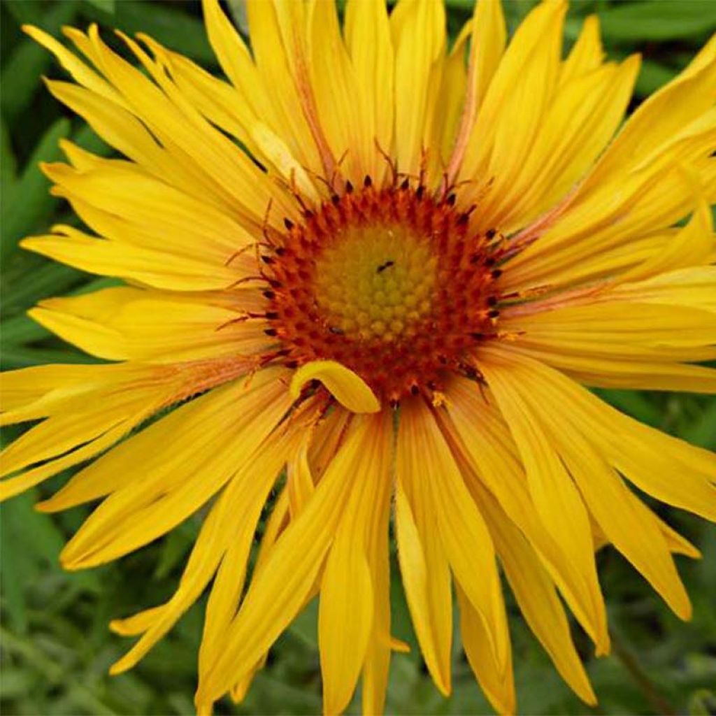 Kokardenblume Amber Wheels - Gaillardia aristata