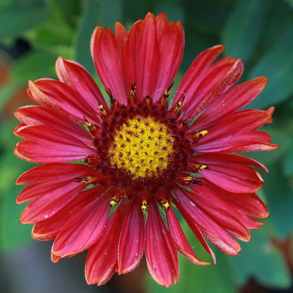 Kokardenblume Arizona Red Shades - Gaillardia grandiflora