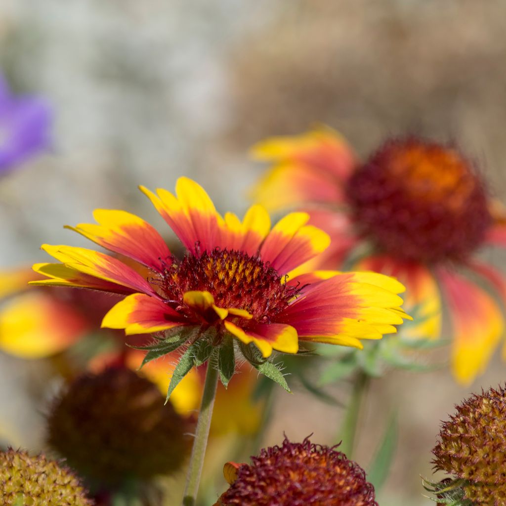 Kokardenblume Royale - Gaillardia