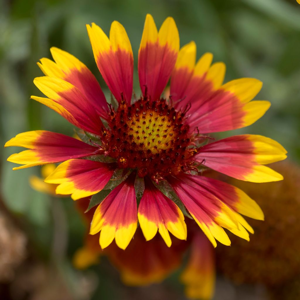 Kokardenblume Royale - Gaillardia