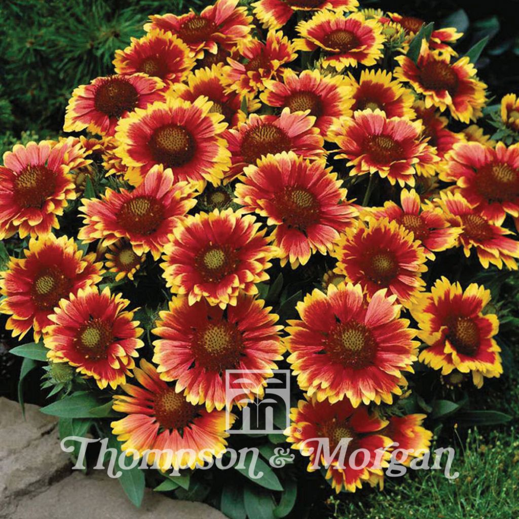 Kokardenblume Arizona Sun (Samen) - Gaillardia aristata