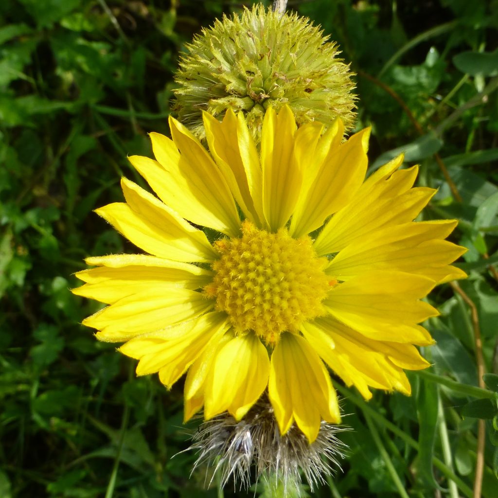 Kokardenblume Maxima Aurea - Gaillardia aristata