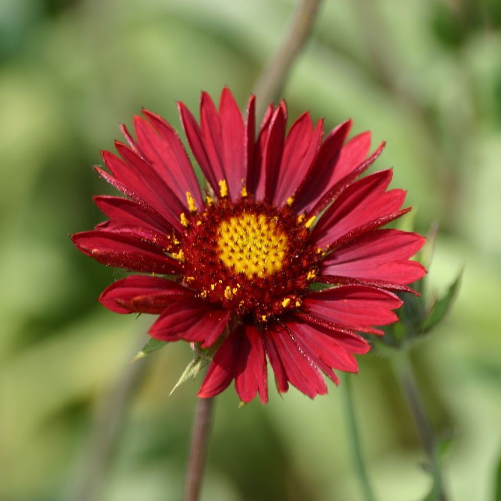 Kokardenblume Burgunder - Gaillardia grandiflora