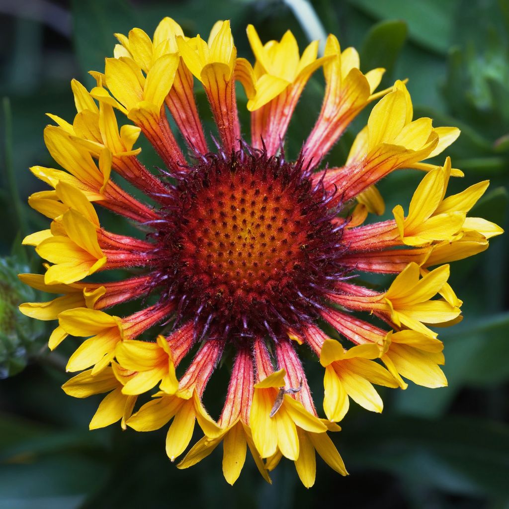 Gaillardia grandiflora Fanfare - Gaillarde rouge et jaune.