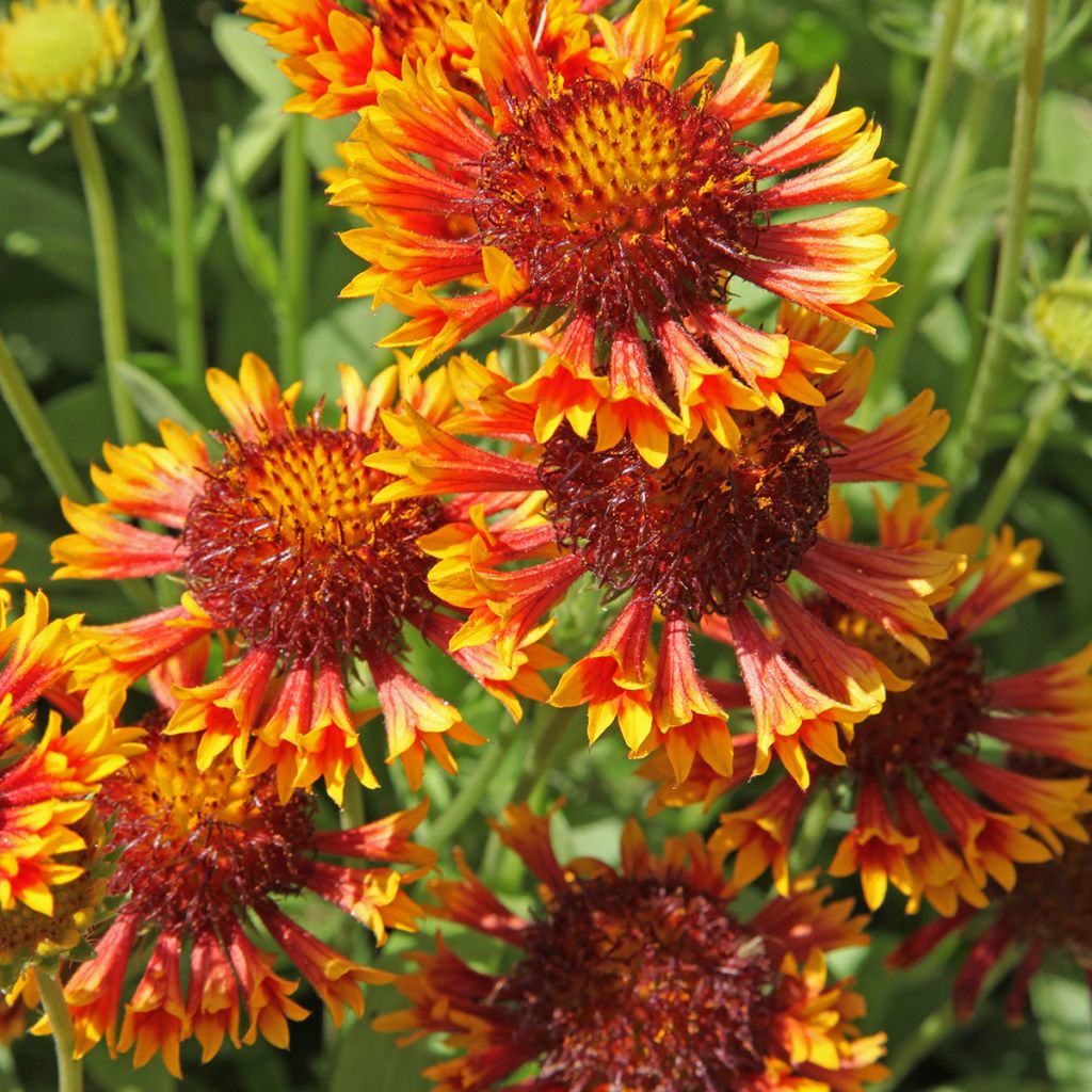 Kokardenblume Fanfare - Gaillardia grandiflora