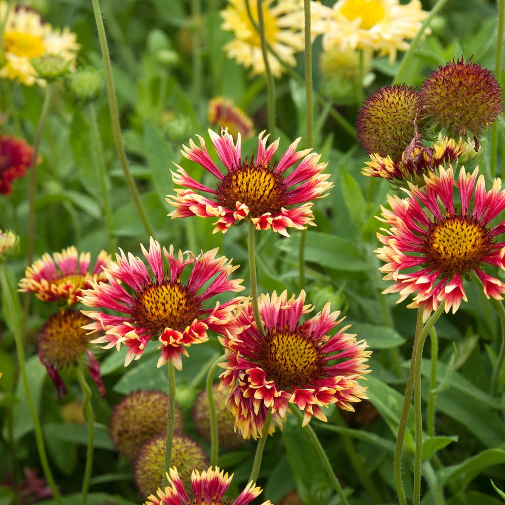 Kokardenblume Fanfare - Gaillardia grandiflora