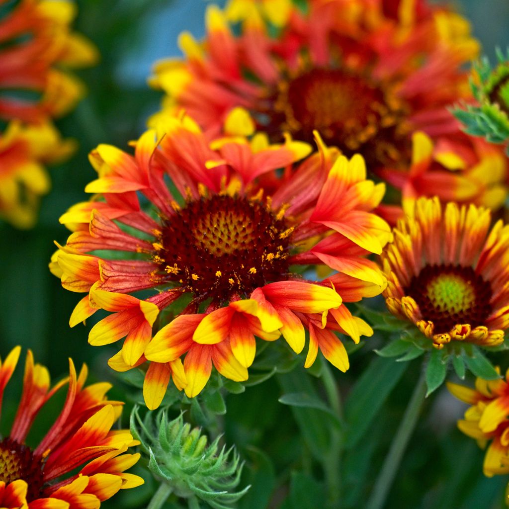 Kokardenblume Fanfare - Gaillardia grandiflora