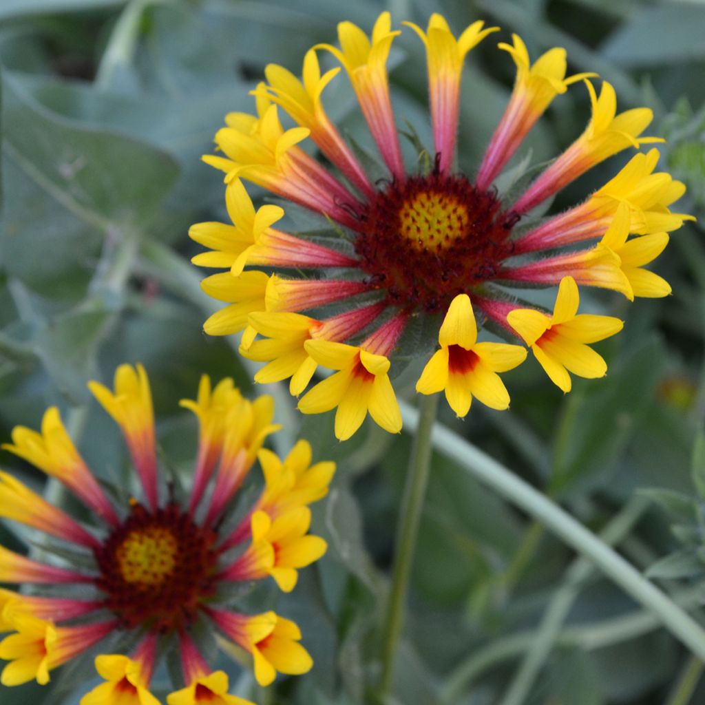 Kokardenblume Fanfare - Gaillardia grandiflora