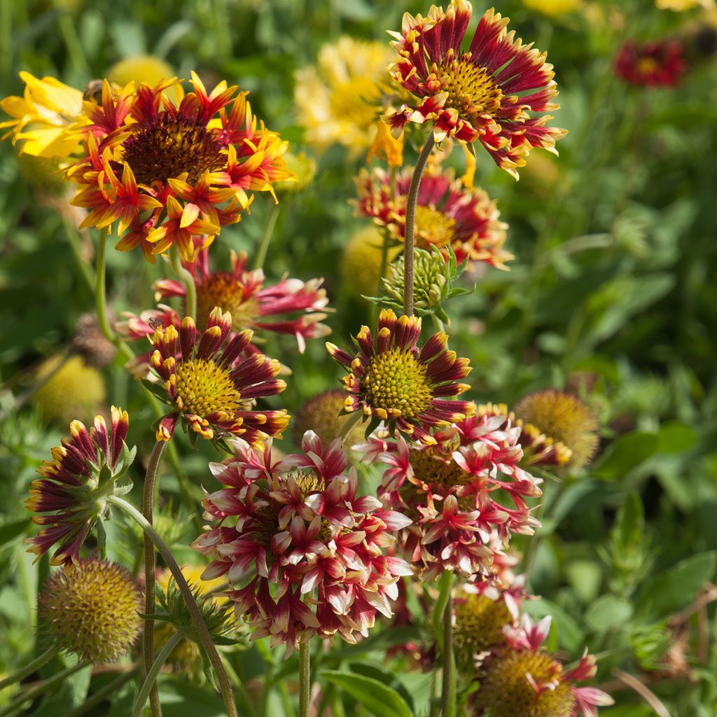 Kokardenblume Fanfare - Gaillardia grandiflora