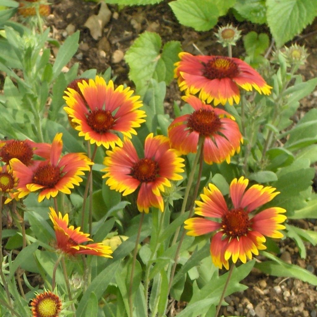 Kokardenblume Kobold - Gaillardia grandiflora