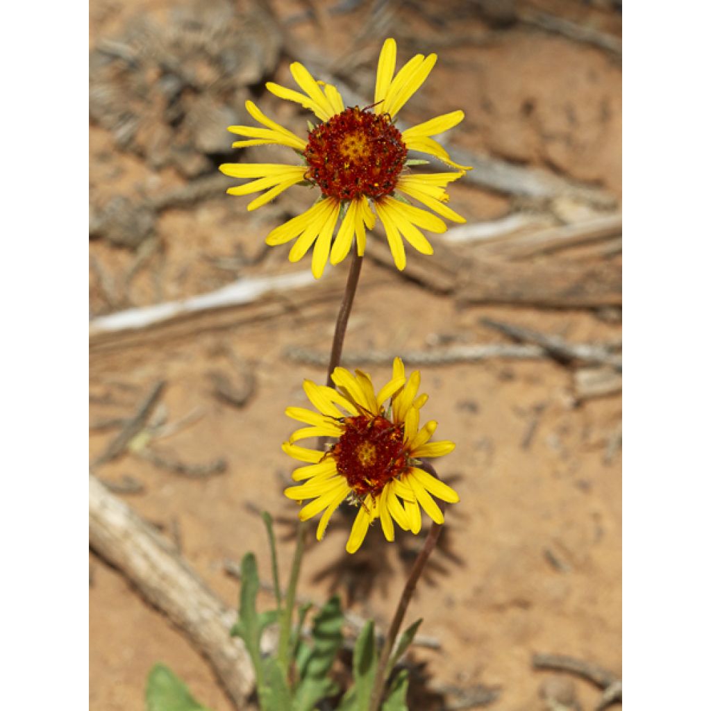 Kokardenblume - Gaillardia pinnatifida