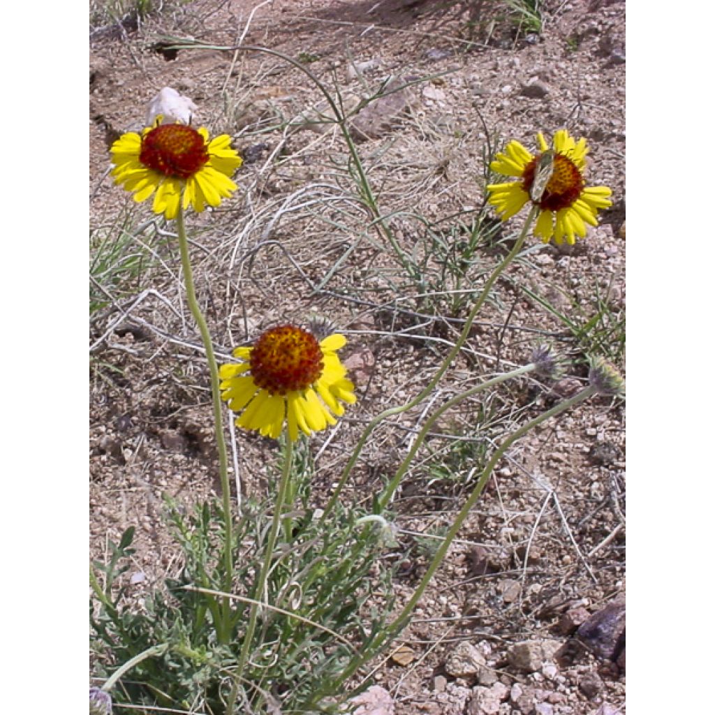 Kokardenblume - Gaillardia pinnatifida