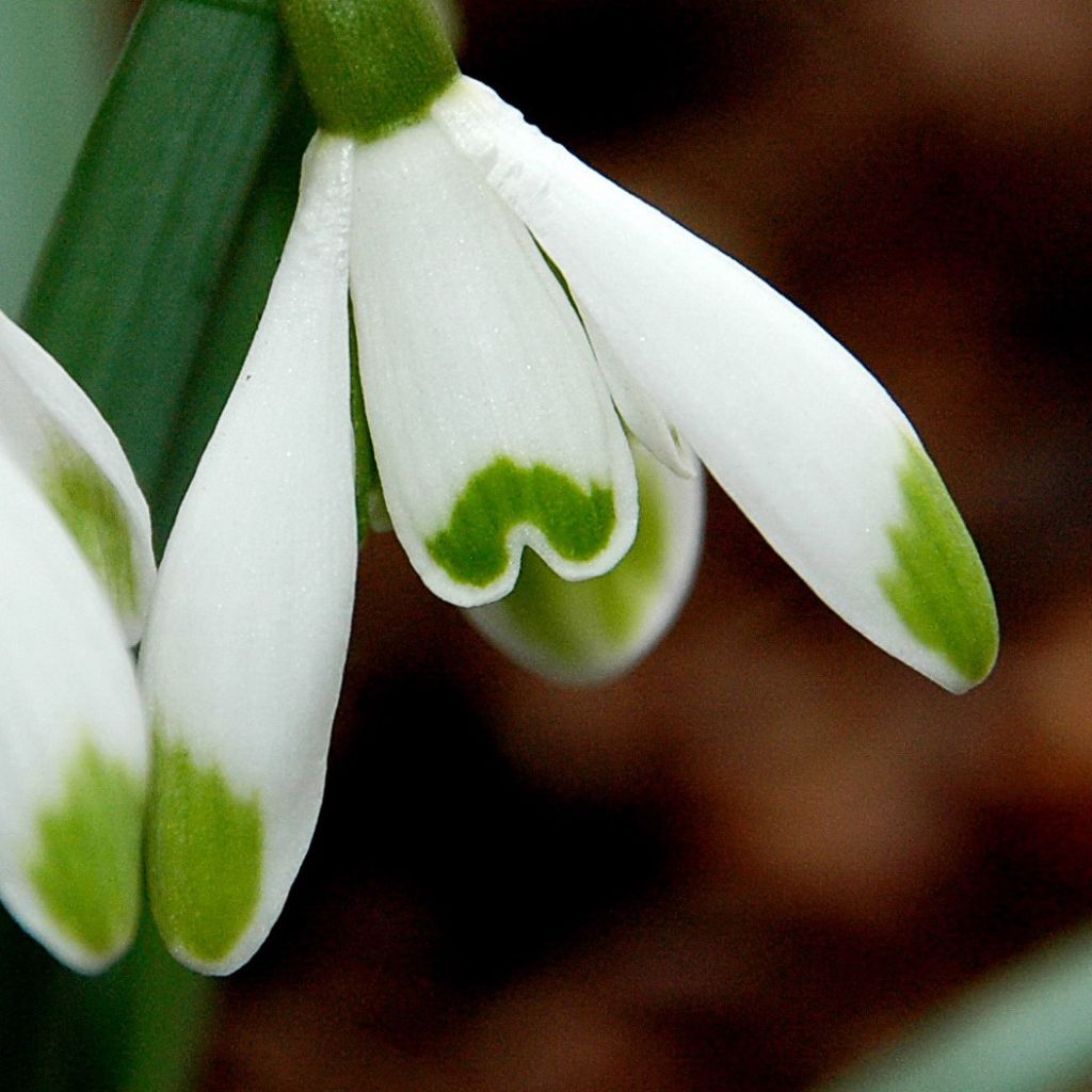 Galanthus nivalis Viridi-Apice - Schneeglöckchen