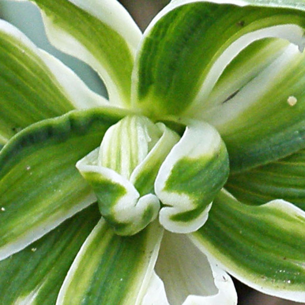 Perce-neige double - Galanthus nivalis pleniflorus Blewbury Tart