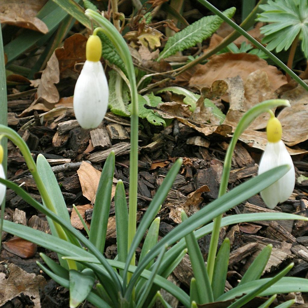 Galanthus nivalis Primrose Warburg - Schneeglöckchen