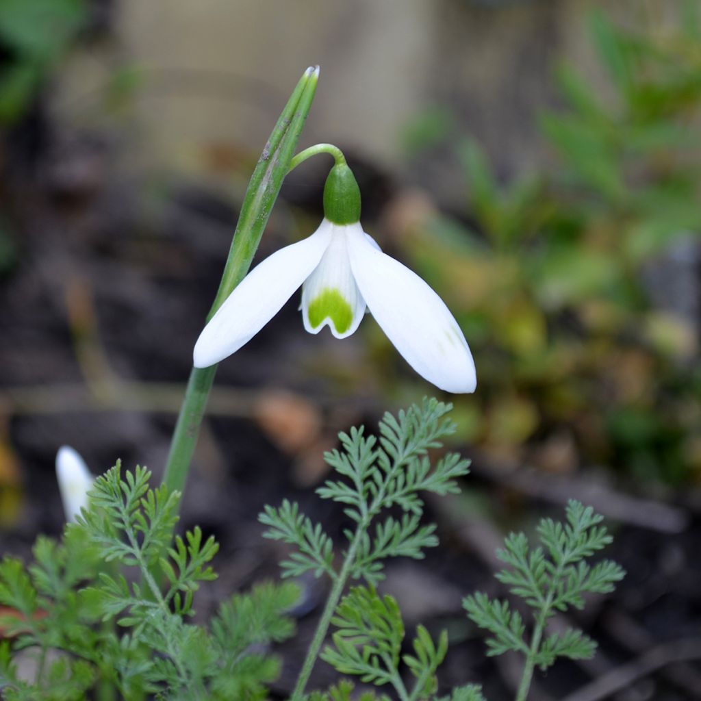 Galanthus reginae-olgae- Perce-neige