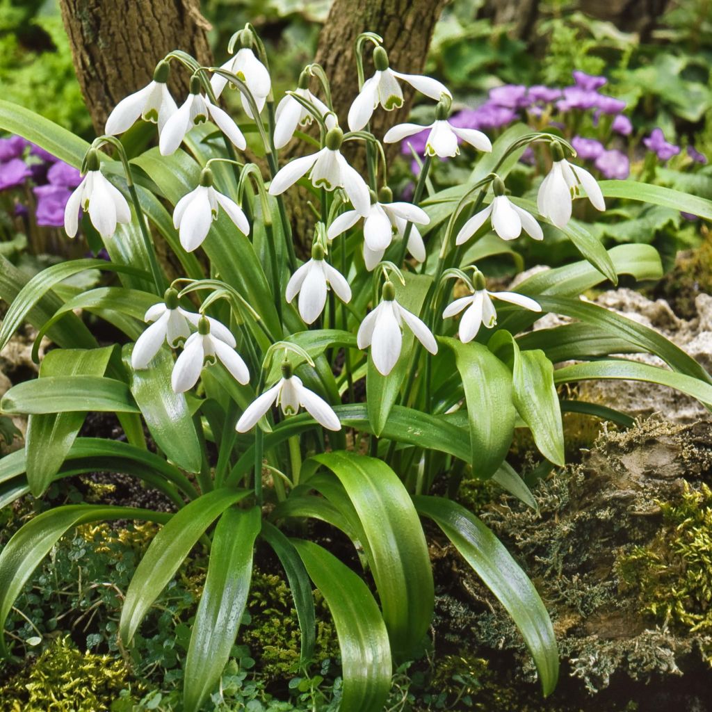 Galanthus woronowii - Woronow-Schneeglöckchen