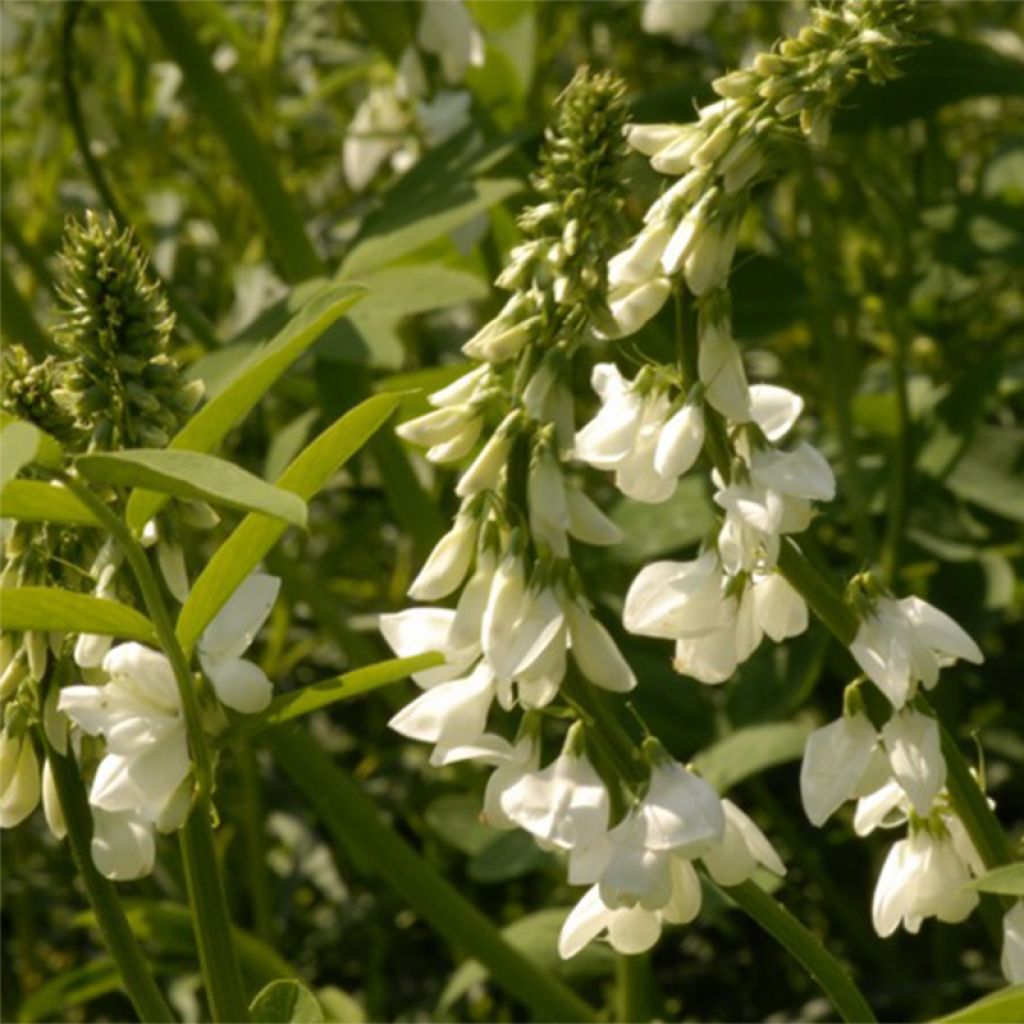 Galega hartlandii Alba - Weiße Geißraute