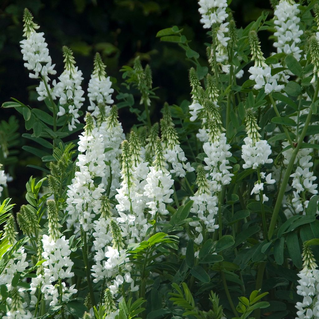 Galega hartlandii Alba - Weiße Geißraute