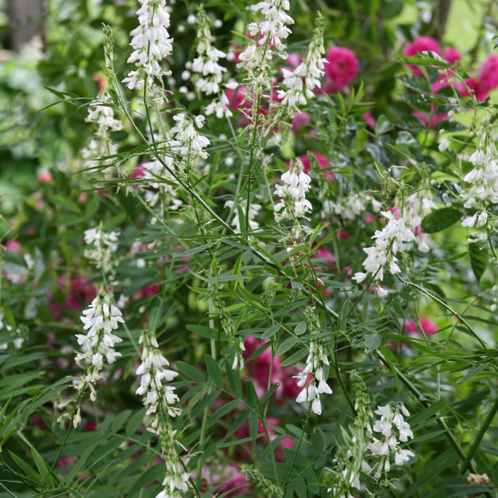 Galega hartlandii Alba - Weiße Geißraute