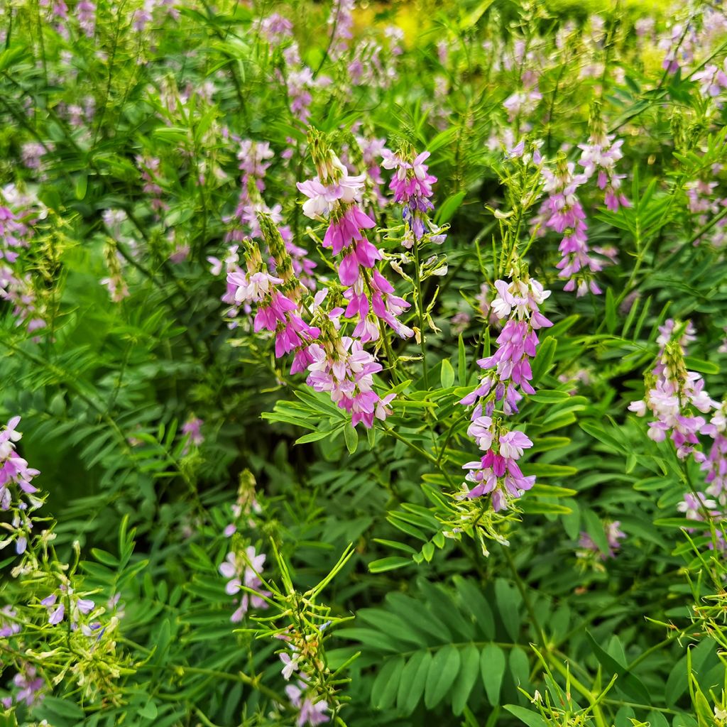 Galega hartlandii Lady Wilson - Weiße Geißraute