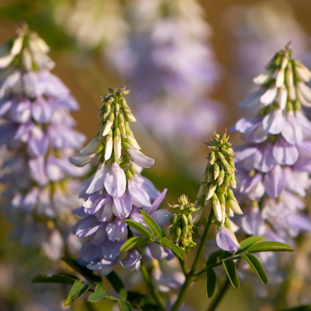 Galega officinalis - Geißraute