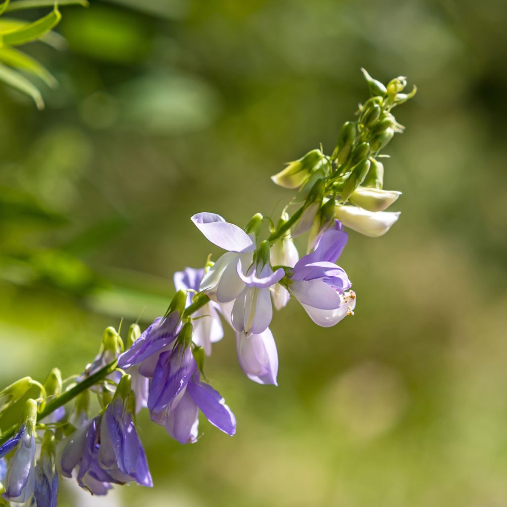 Galega officinalis - Geißraute