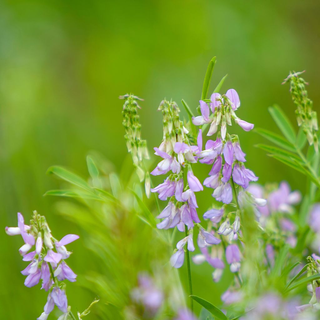 Galega officinalis - Geißraute