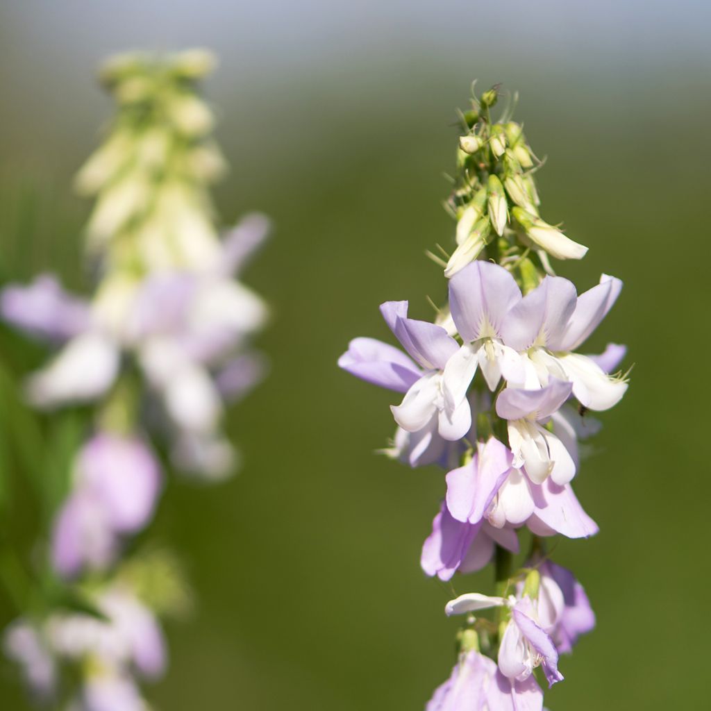 Galega officinalis - Geißraute