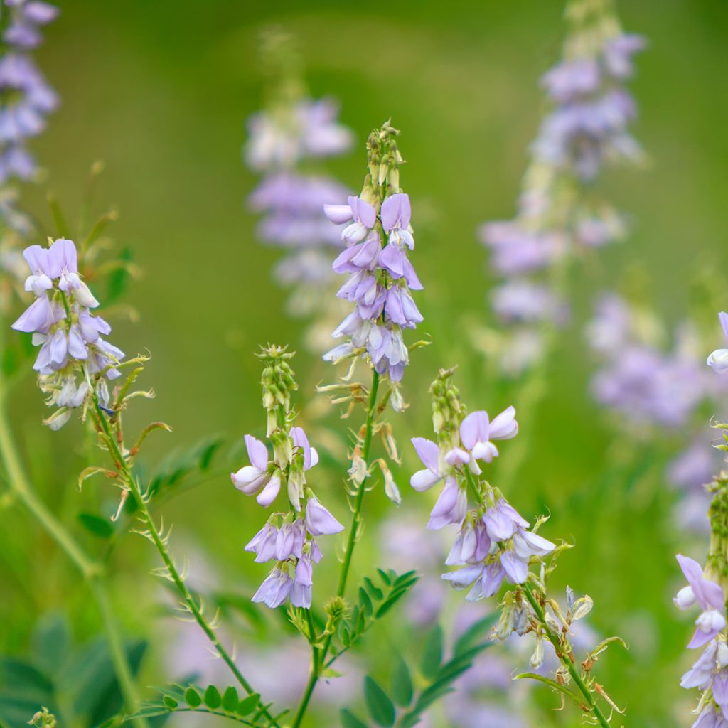 Galega officinalis - Geißraute