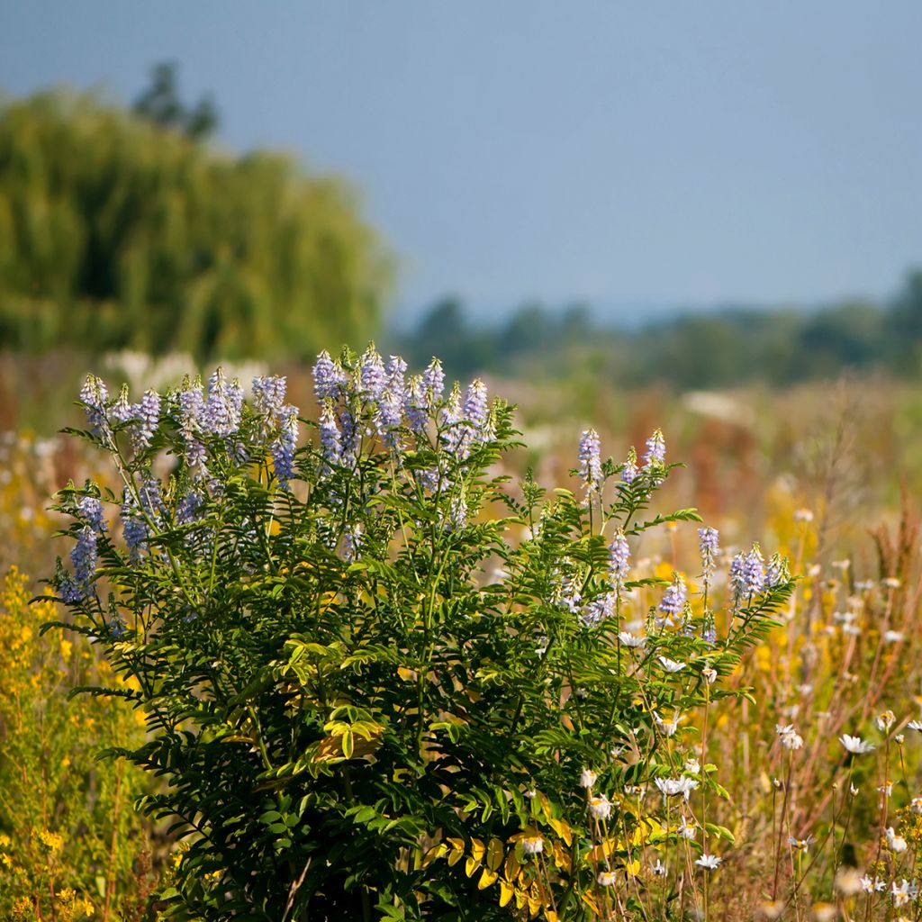 Galega officinalis - Geißraute