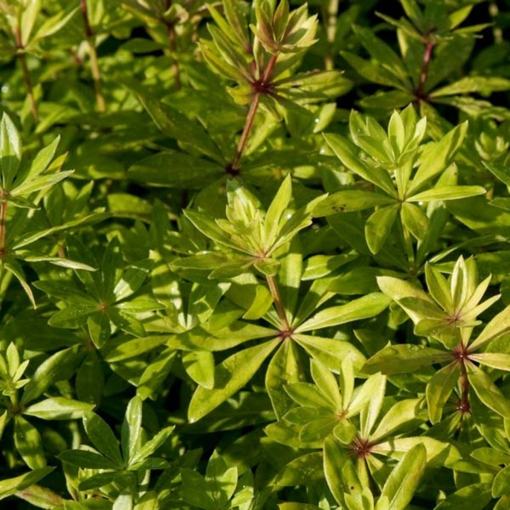 Waldmeister - Galium odoratum