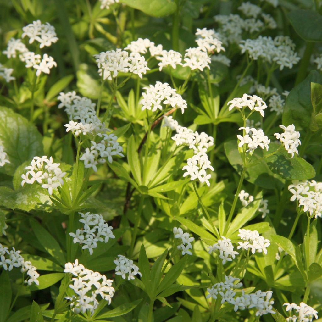 Aspérule odorante - Galium odoratum