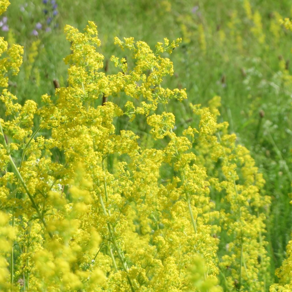 Galium verum - Echtes Labkraut