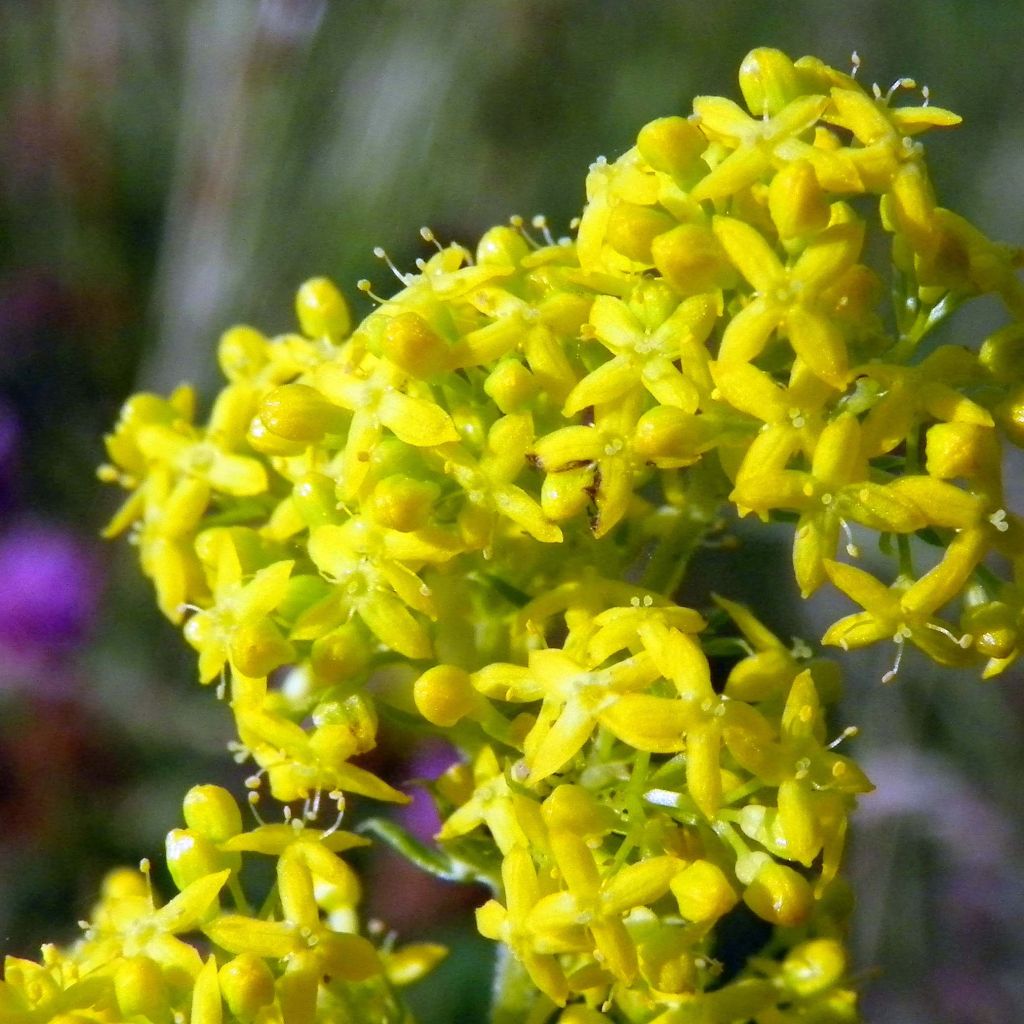 Gallium verum - Caille-lait jaune