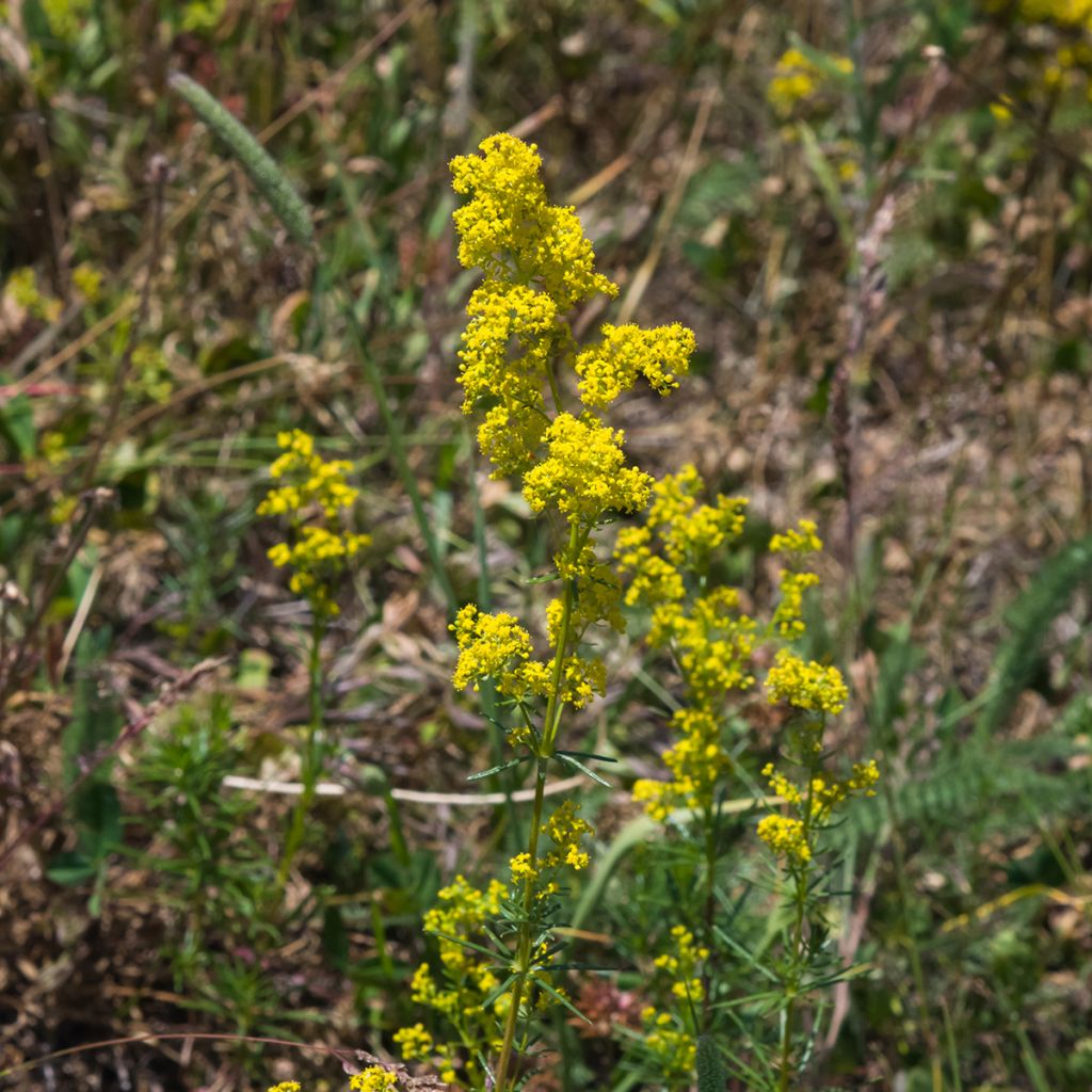 Gallium verum - Caille-lait jaune