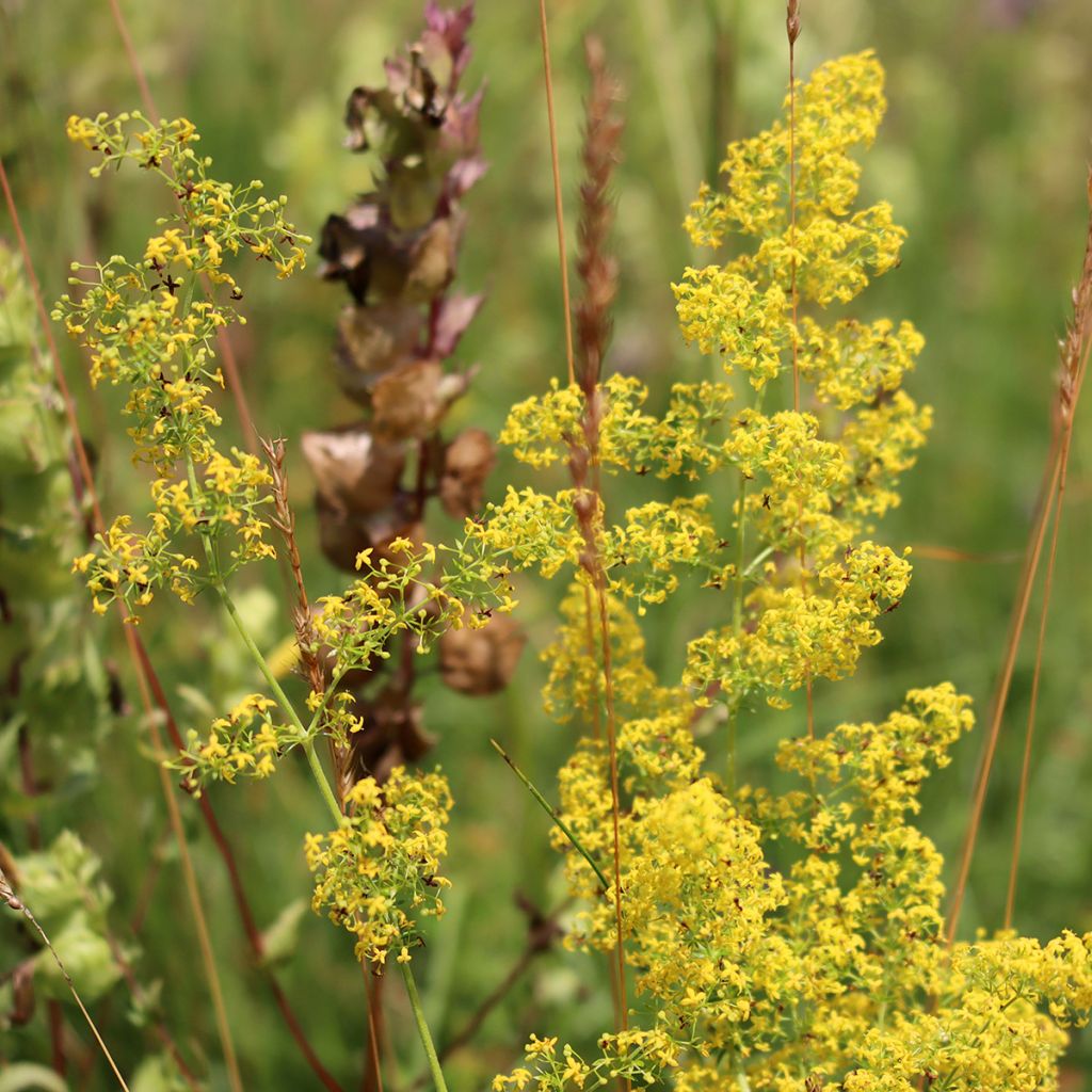 Galium verum - Echtes Labkraut