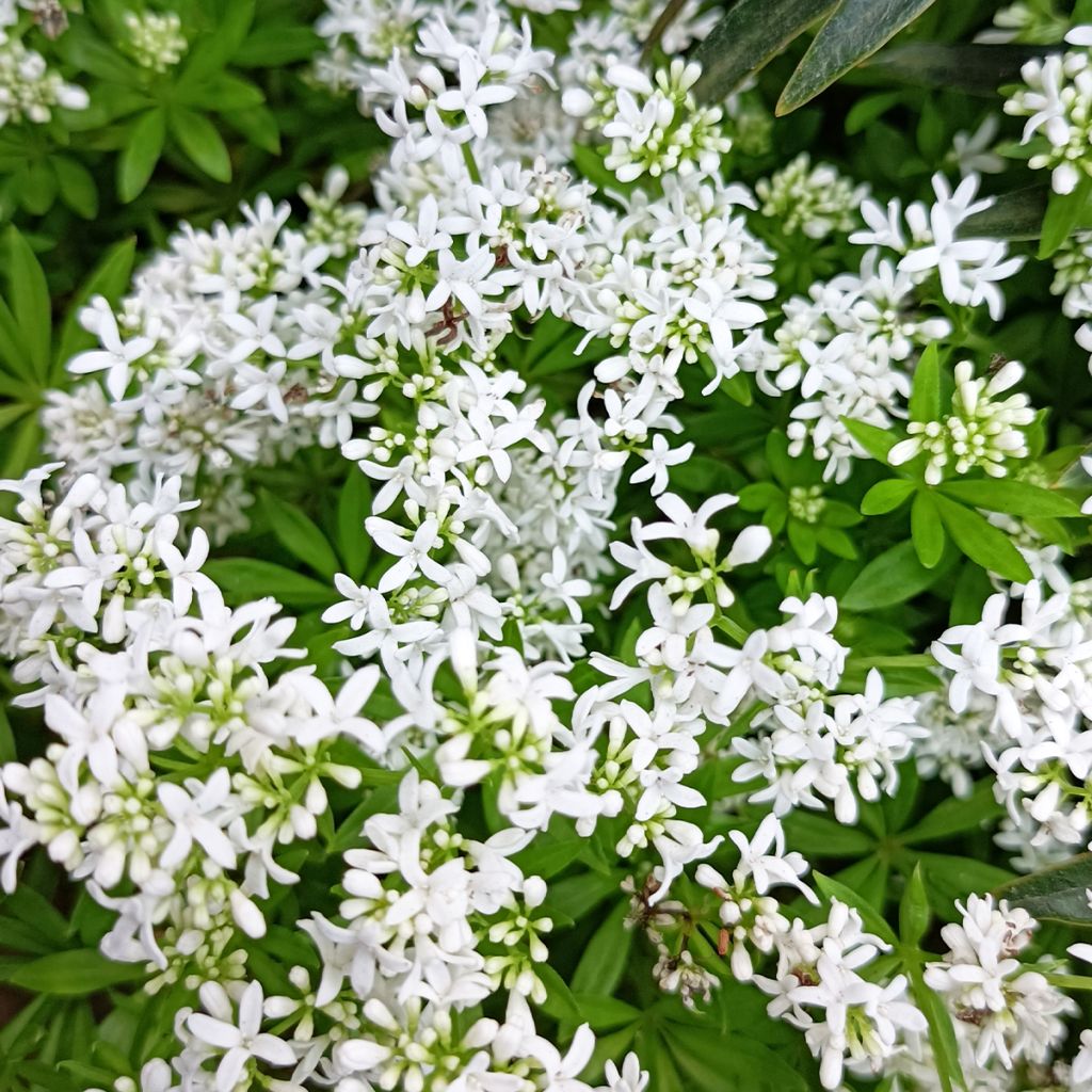 Waldmeister - Galium odoratum