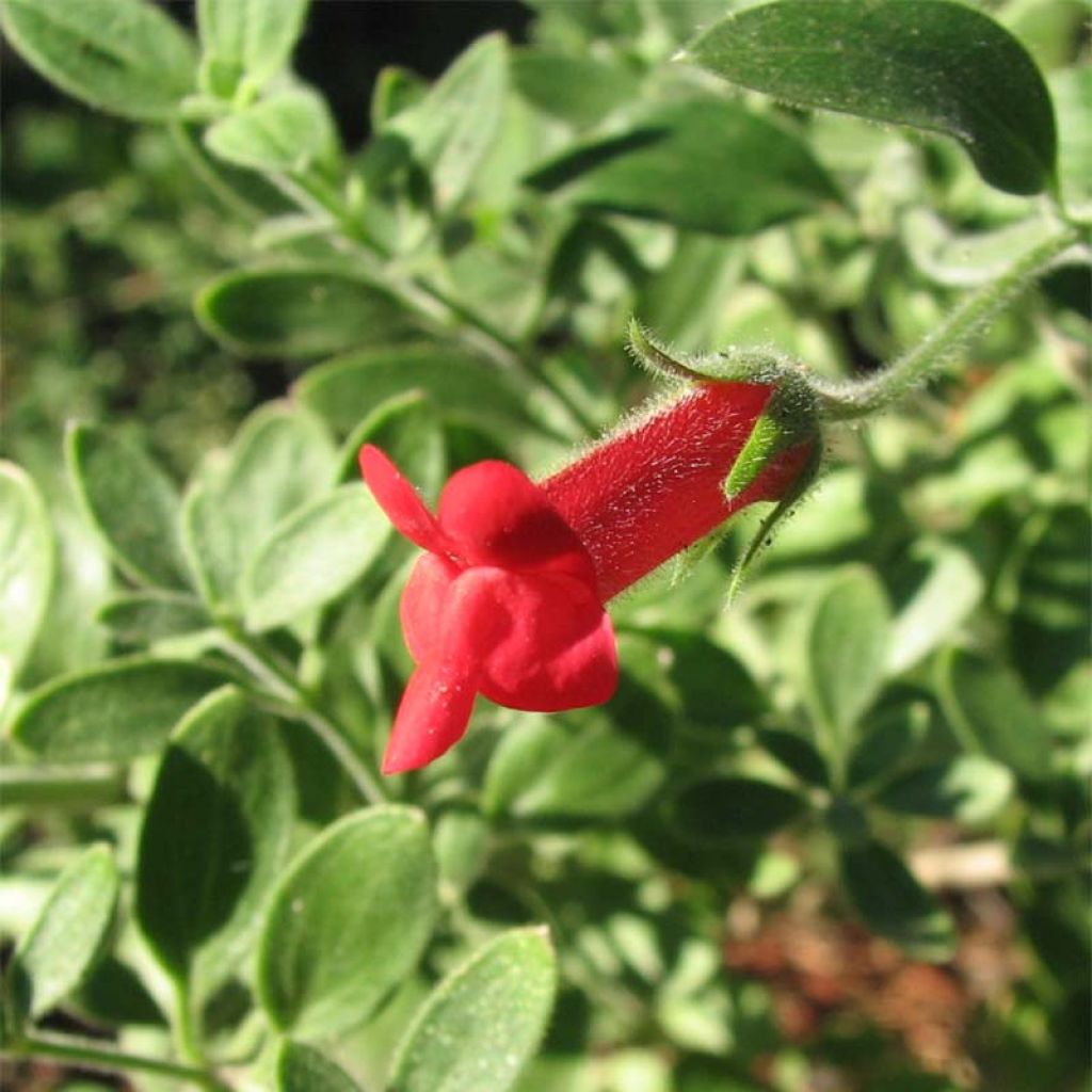 Galvezia speciosa - Muflier de Bush Island