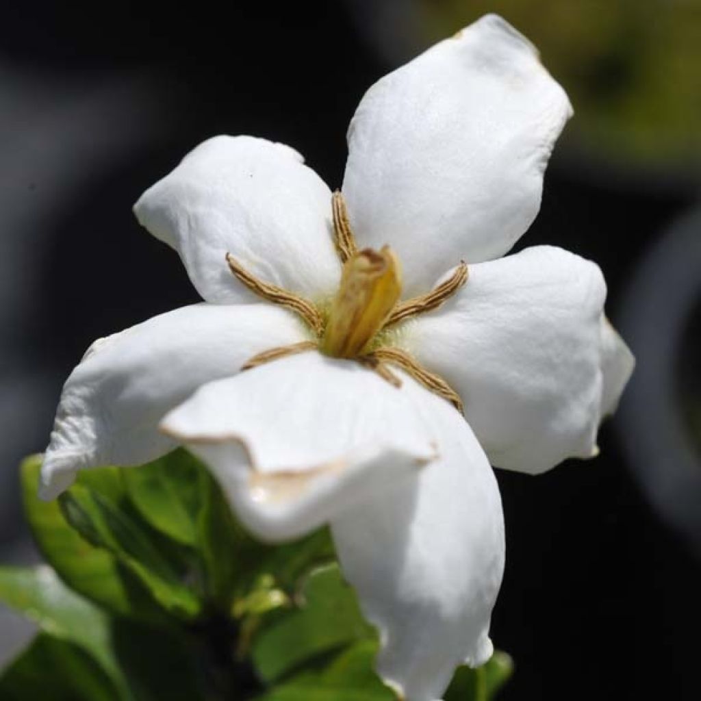 Gardenia jasminoides Kleim's Hardy