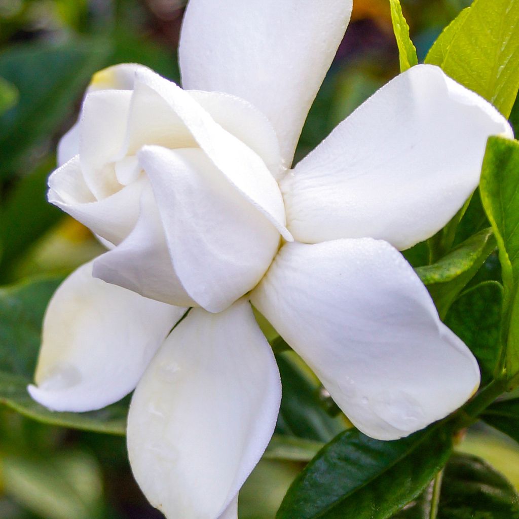 Gardenie Summer Snow - Gardenia jasminoides