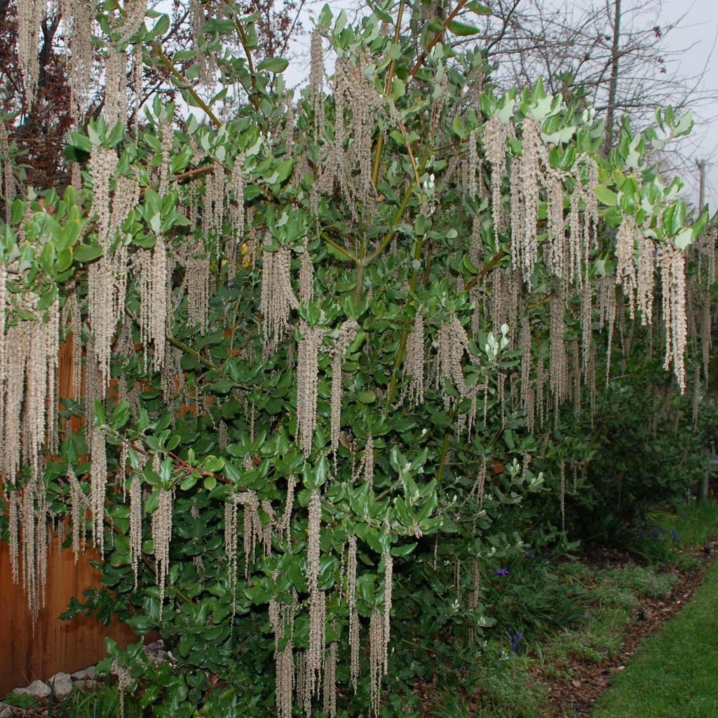 Garrya elliptica James Roof - Garrya à feuilles elliptiques