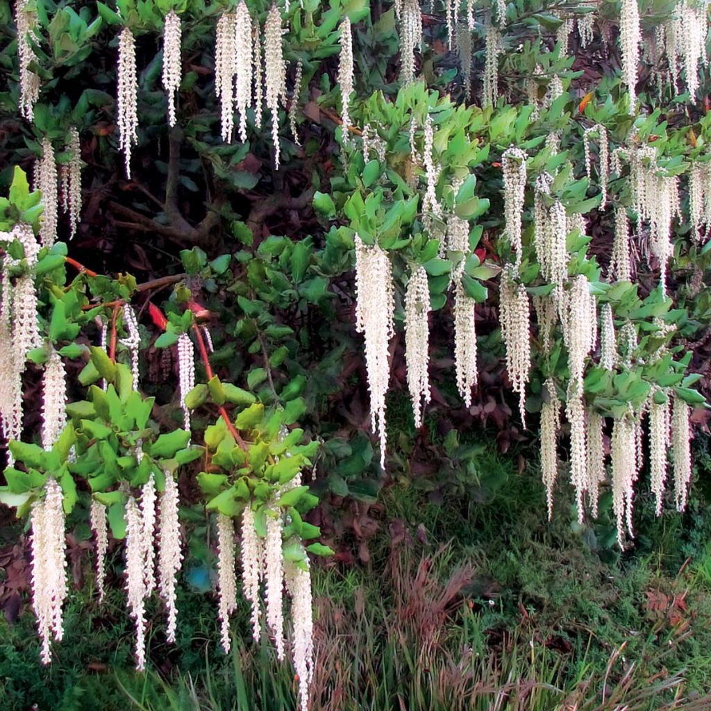 Garrya elliptica - Spalier-Becherkätzchen