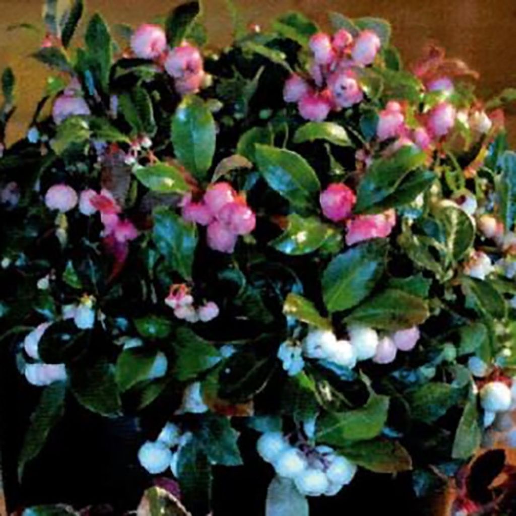 Gaultheria procumbens Color Surprise - Scheinbeere