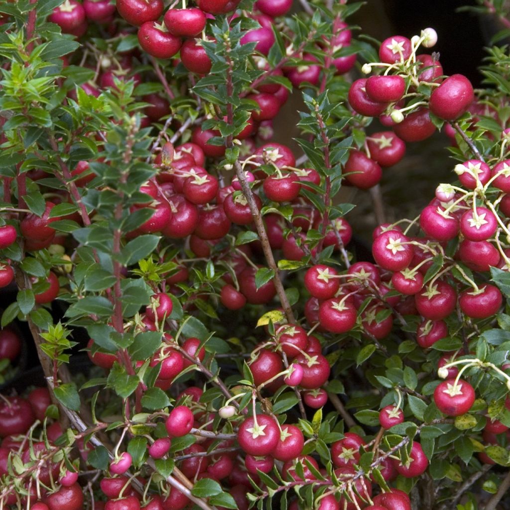 Pernettya mucronata - Torfmyrte