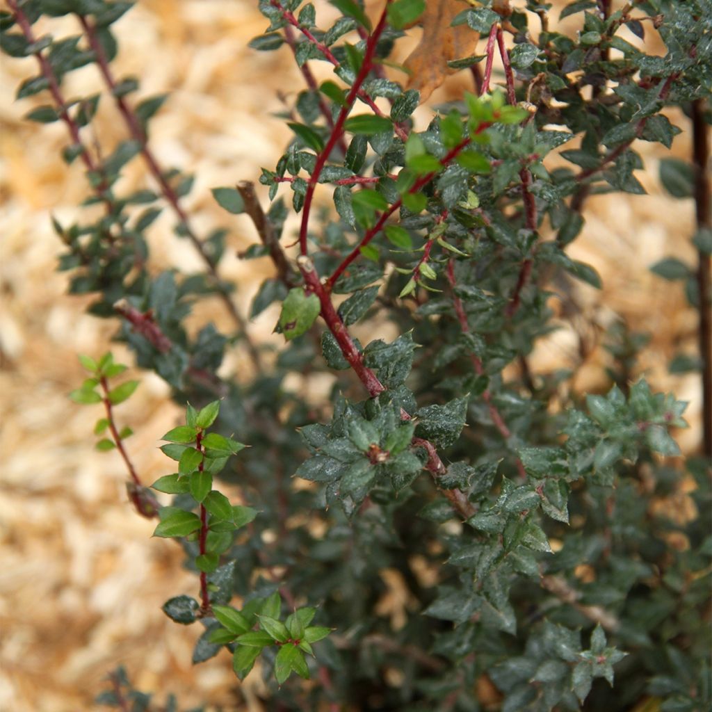 Pernettya mucronata - Torfmyrte