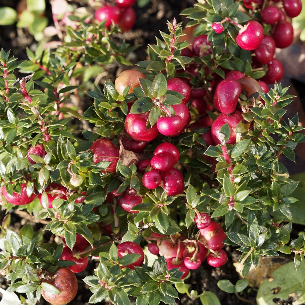 Pernettya mucronata - Torfmyrte